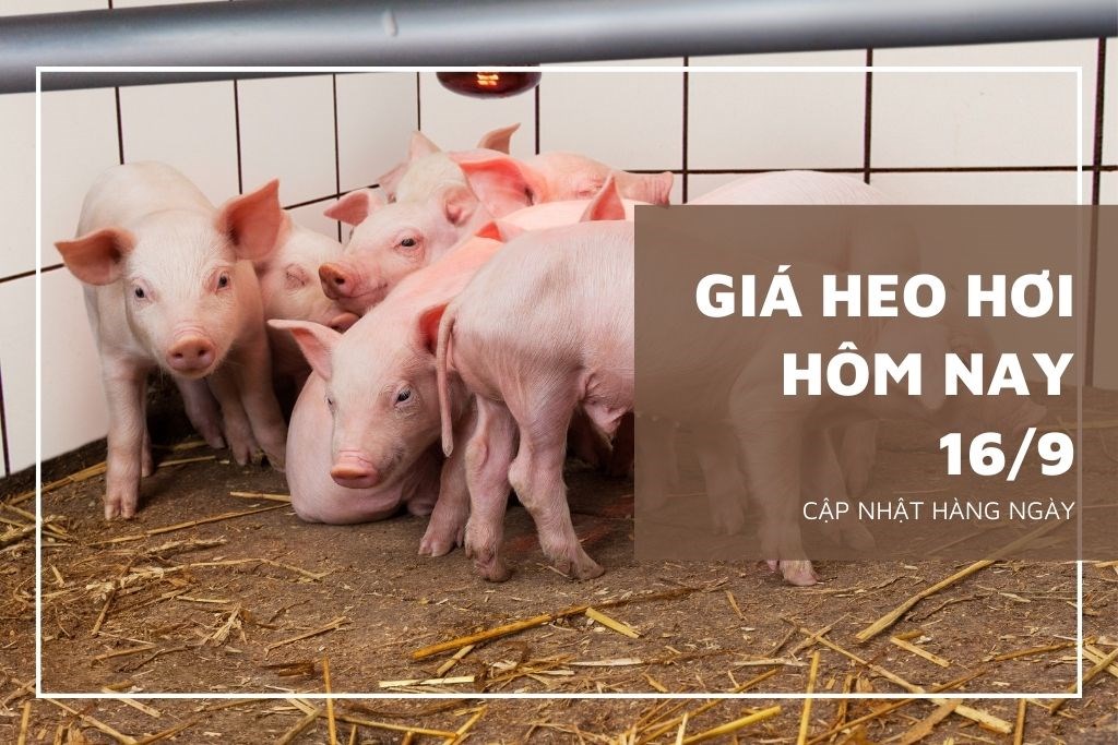 Giá heo hơi hôm nay 16/9: Ổn định, cao nhất 58.000 đồng/kg