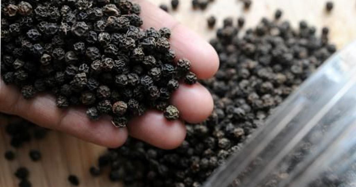 Giá tiêu hôm nay 25/9: Đà tăng đã rõ nhưng phải chờ một yếu tố