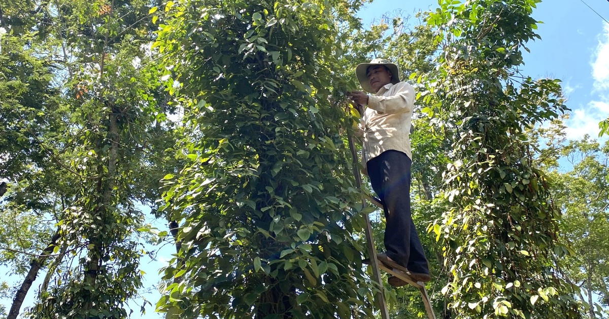 Giá tiêu hôm nay 3/9: trong nước tăng ngày thứ 4, giá tiêu Brazil tăng mạnh