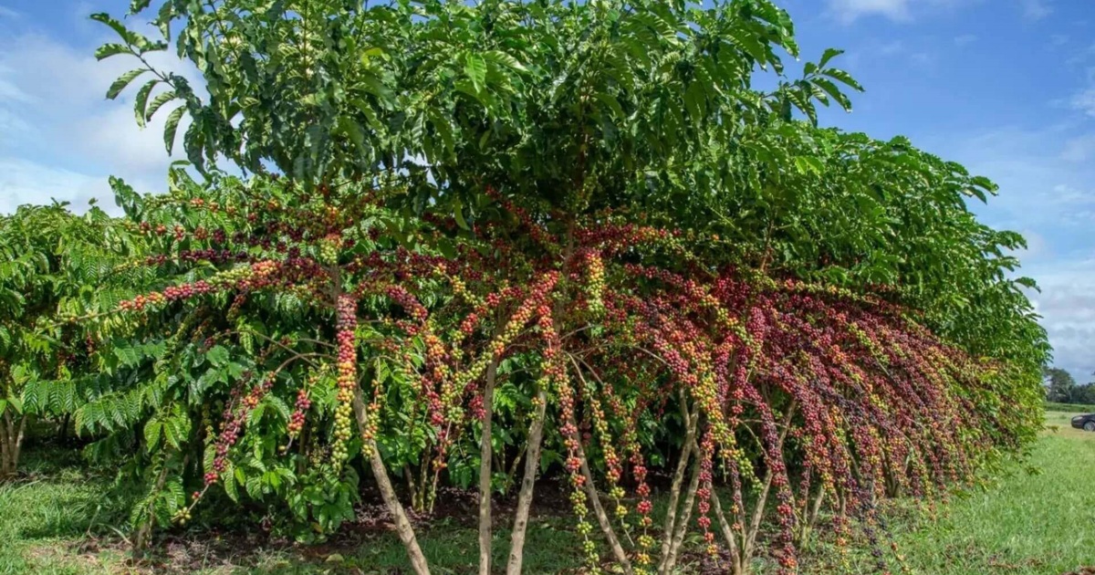 Giá cà phê hôm nay 11/9: tiếp tục tăng, Robusta nhiều lần định lên 5.000 USD/tấn