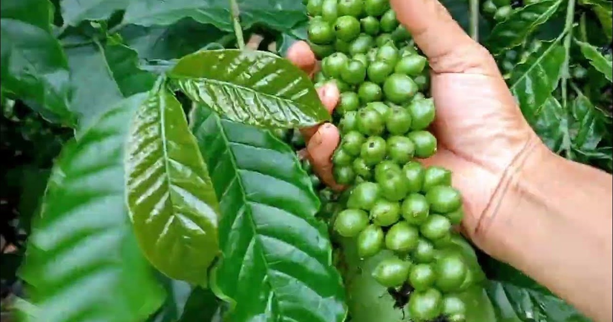 Giá cà phê hôm nay 13/9: Robusta tăng liên tiếp, duy trì trên mốc 5.000 USD/tấn