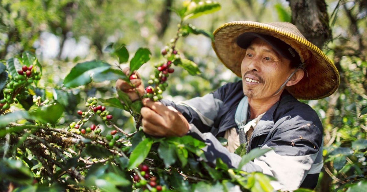 Giá cà phê hôm nay 18/9: 2 sàn cùng tăng, trong nước hướng tới 124.000 đồng/kg