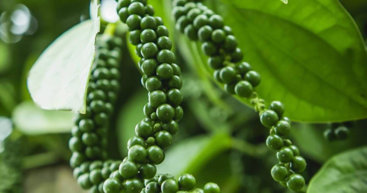 Giá tiêu hôm nay 19/9: giảm 3 ngày liền, mất 5.000 đồng/kg, đâu là nguyên nhân?