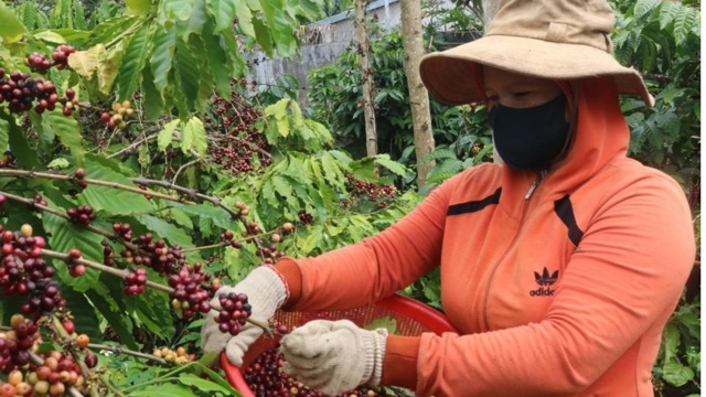 Giá cà phê hôm nay 23/9: nguồn cung trì trệ, kéo dài do mưa lớn