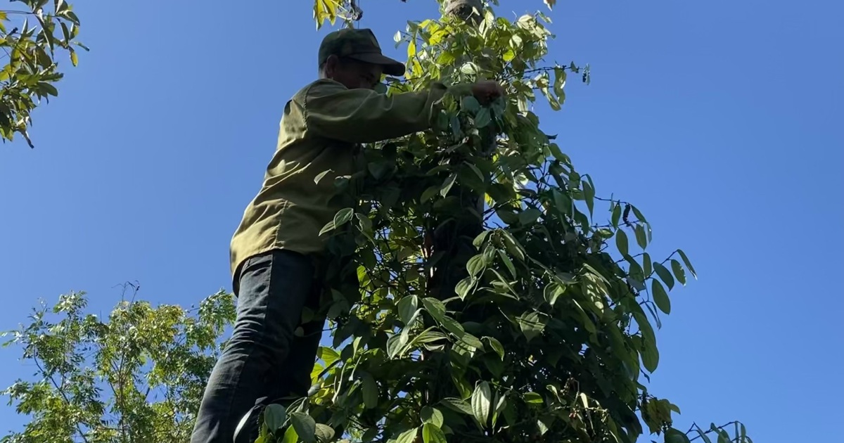 Giá tiêu hôm nay 23/9: triển vọng vượt ngưỡng 160.000 đồng/kg trước vụ thu hoạch