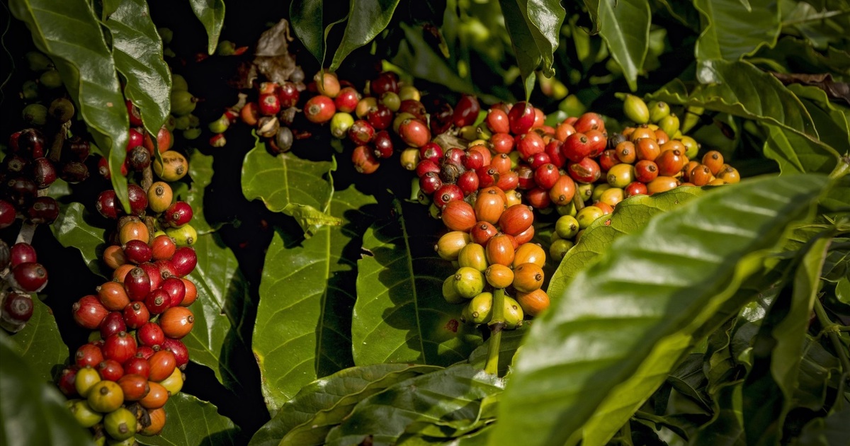 Giá cà phê hôm nay 25/9: Robusta tiếp tục tăng, đạt mức cao kỷ lục