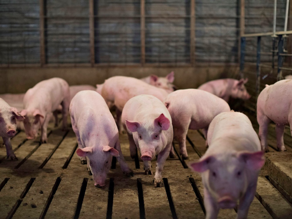 Giá heo hơi hôm nay 4/10: Giảm rải rác ở một vài nơi