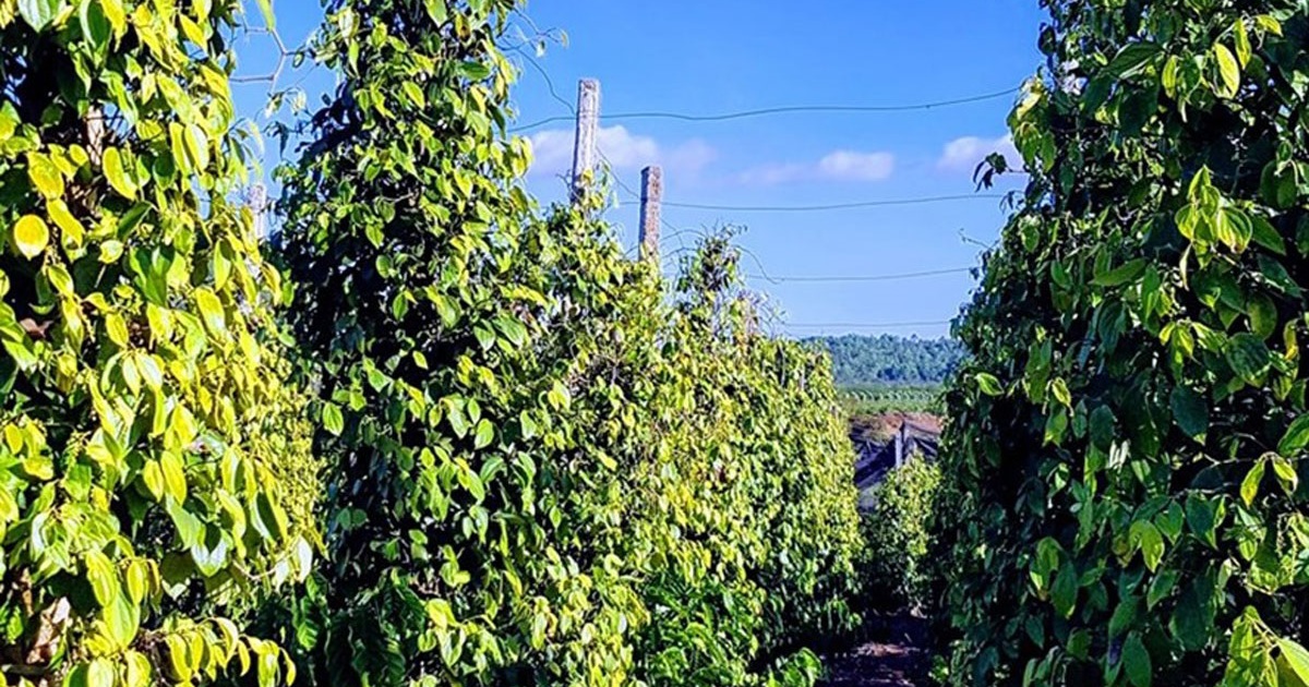 Giá tiêu hôm nay 7/10: Duy nhất giá tiêu 1 quốc gia tăng trong tuần