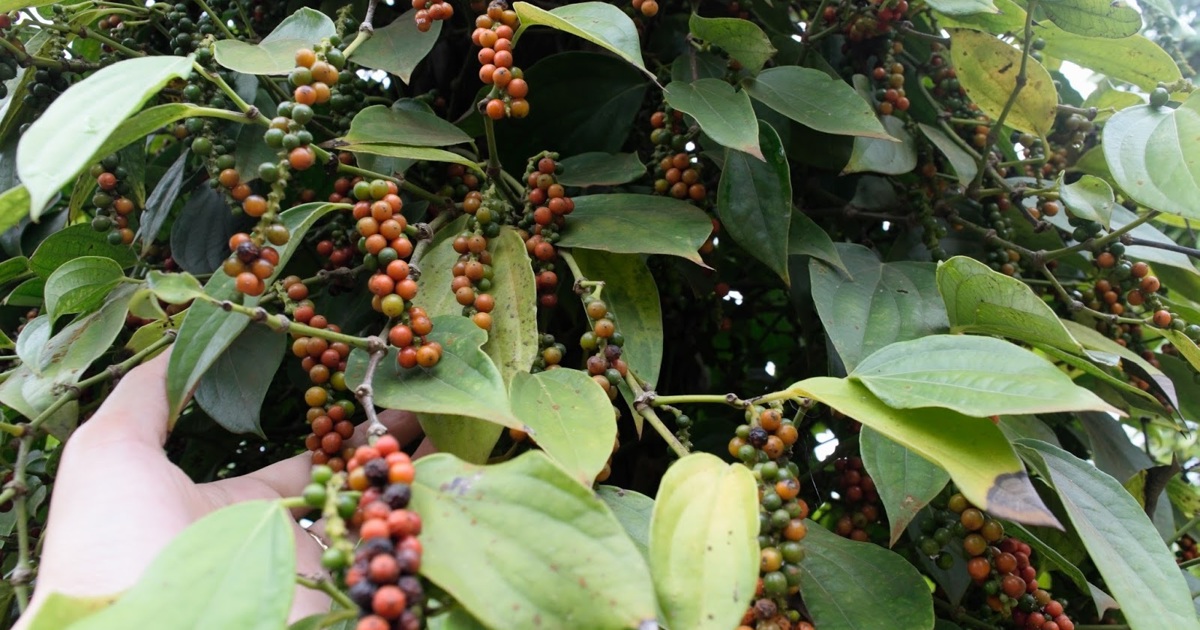 Giá tiêu hôm nay 9/10: Nhận định giá tiêu tuần này tăng hay giảm?