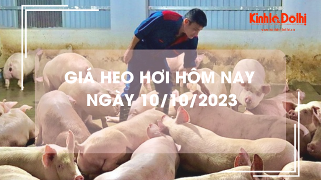 Giá heo hơi hôm nay 10/10/2023: Giảm 1.000 đồng/kg