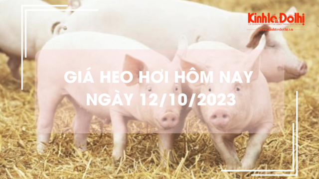 Giá heo hơi hôm nay 12/10/2023: Giảm mạnh 2.000 đồng/kg