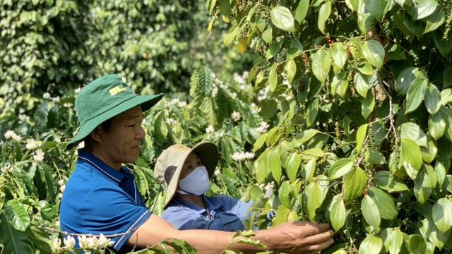 Giá tiêu hôm nay 13/10: Hồ tiêu Brazil nhập khẩu về Việt Nam tăng mạnh