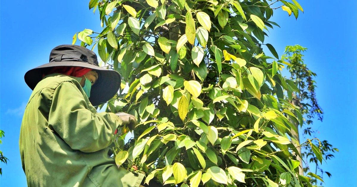 Giá tiêu hôm nay 17/10: Giá tiêu có thể bị đẩy lên mức chưa từng thấy