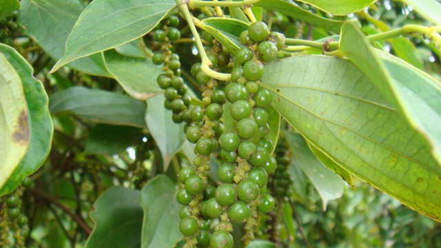 Giá tiêu hôm nay 28/10: Hiệp hội Hồ tiêu nhận định gì về giá tiêu 2024?