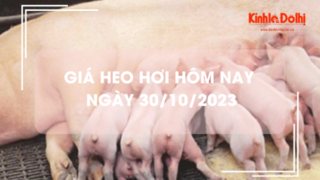 Giá heo hơi hôm nay 30/10/2023: Đi ngang trên cả ba miền