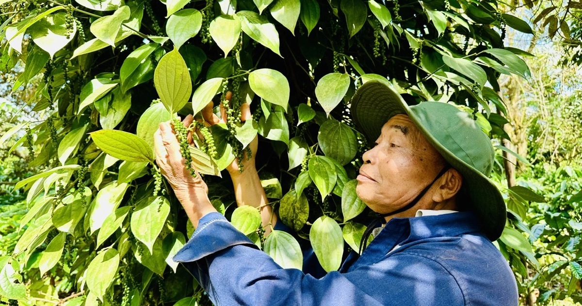 Giá tiêu hôm nay 1/10: tăng tại Đắk Lắk-Đắk Nông, chính thức cán mốc tỷ USD