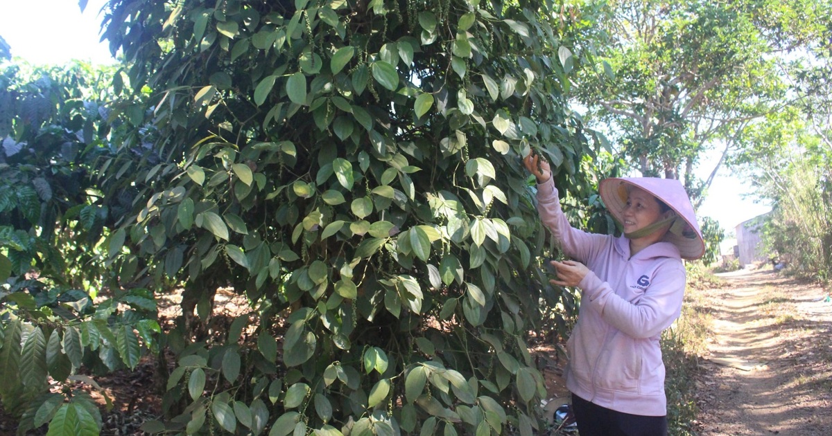 Giá tiêu hôm nay 3/10: tăng tại Đắk Nông - Gia Lai, thêm 500 đồng/kg