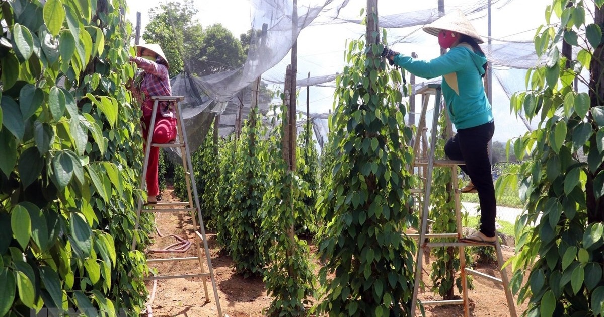 Giá tiêu hôm nay 7/10: dự báo giá tiêu tuần, loanh quanh dưới mốc 150.000 đồng/kg