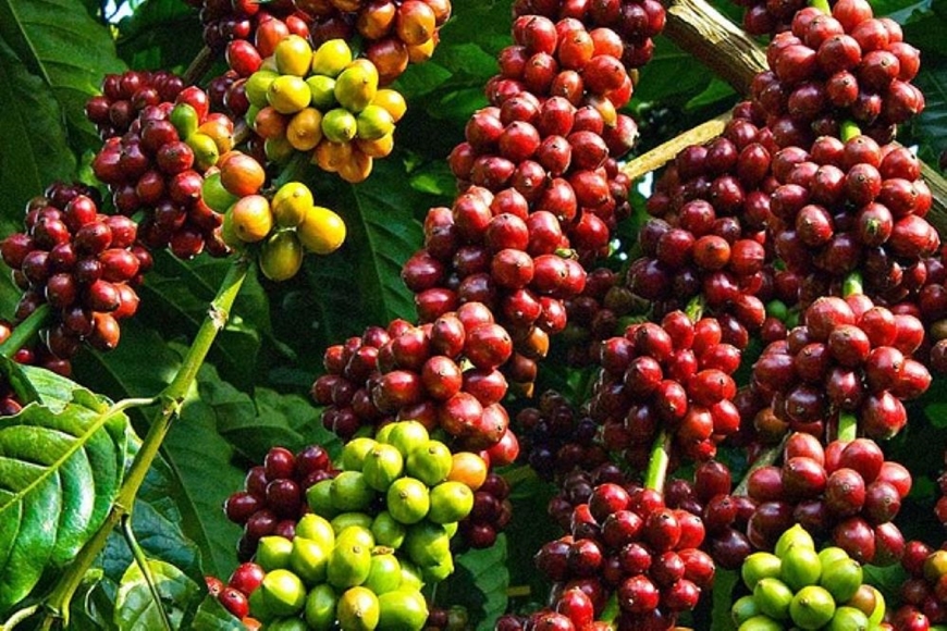 Giá cà phê hôm nay 13/10: Giảm tại các địa phương trọng điểm