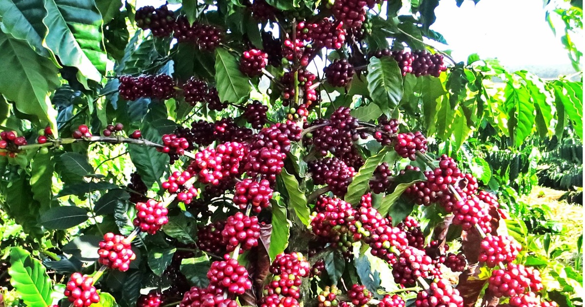Giá cà phê hôm nay 15/10: tăng mạnh trở lại, Robusta thêm hơn 100 USD/tấn