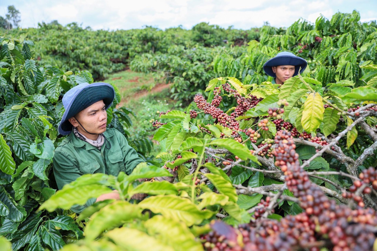 Giá cà phê hôm nay 29/10: Thị trường trong nước giảm nhẹ Giá cà phê hôm nay 29/10: Thị trường trong nước giảm nhẹ
