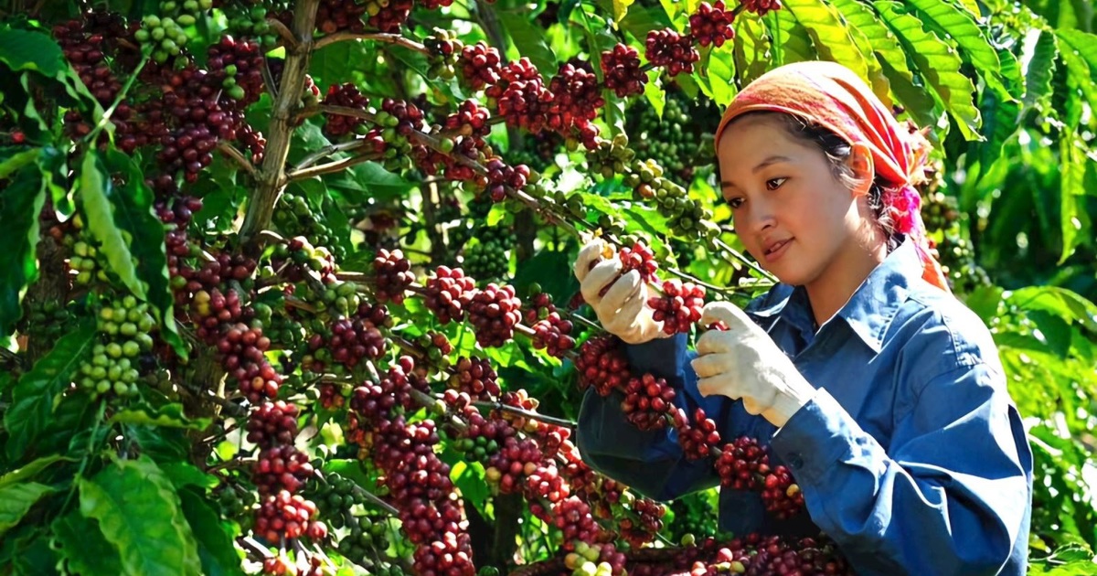 Giá cà phê hôm nay 30/10: 2 nguyên nhân đẩy cà phê xoay chiều Giá cà phê hôm nay 30/10: 2 nguyên nhân đẩy cà phê xoay chiều
