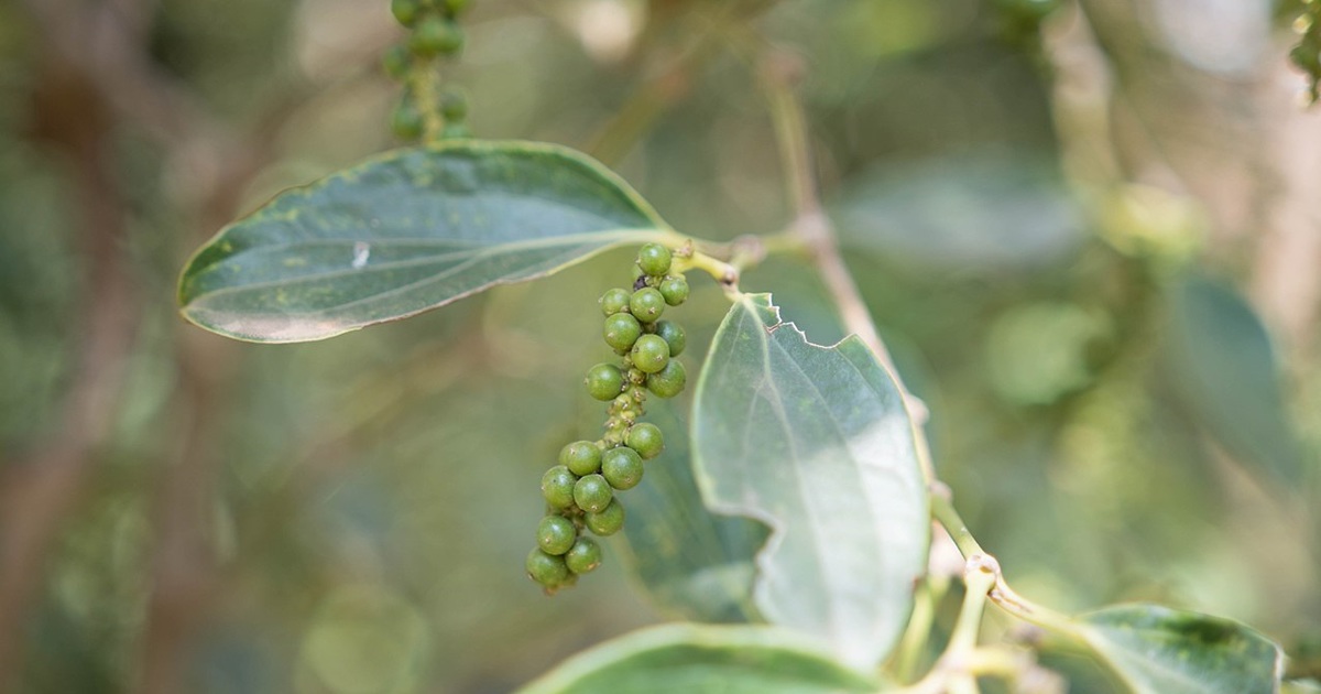 Giá tiêu hôm nay 7/11: Giải pháp nào để Việt Nam giữ vị thế ngành tiêu?