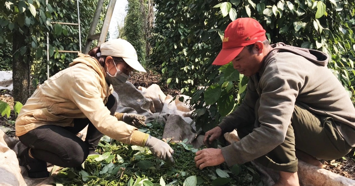 Giá tiêu hôm nay 11/11: Tăng 3 ngày liên tiếp, tiến gần mốc 70.000 đồng/kg Giá tiêu hôm nay 11/11: Tăng 3 ngày liên tiếp, tiến gần mốc 70.000 đồng/kg