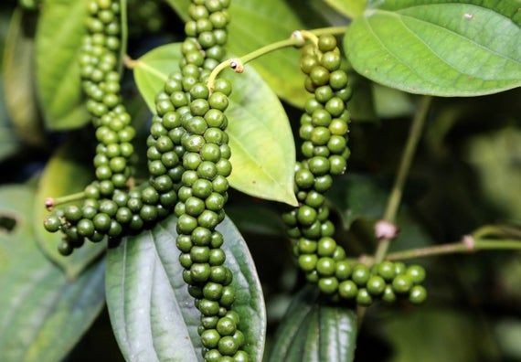 Giá tiêu hôm nay 12/11: Dao động trong khoảng 66.000 - 69.000 đồng/kg Giá tiêu hôm nay 12/11: Dao động trong khoảng 66.000 - 69.000 đồng/kg