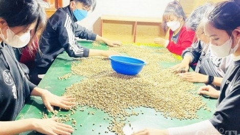 Giá cà phê hôm nay, ngày 13/11/2023: Giá cà phê trong nước 58.300 đồng