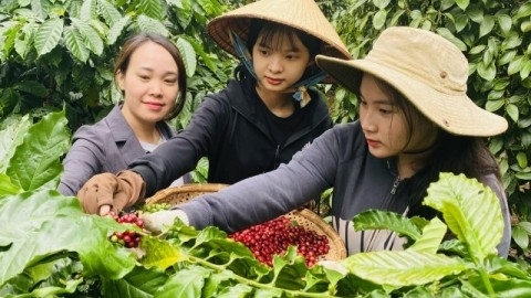 Giá cà phê hôm nay, ngày 14/11/2023: Giá cà phê trong nước ổn định