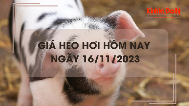 Giá heo hơi hôm nay 16/11/2023: Giá heo tại miền Bắc tăng 1.000 đồng/kg