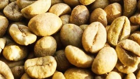 Giá cà phê hôm nay, ngày 16/11/2023: Giá cà phê trong nước 59.000 đồng