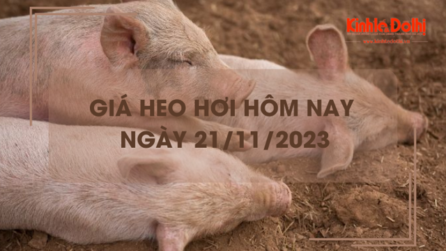 Giá heo hơi hôm nay 21/11/2023: Tăng mạnh nhất 3.000 đồng/kg