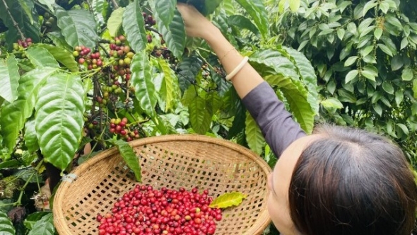 Giá cà phê hôm nay, 22/11/2023: Giá cà phê trong nước tiếp tục giảm