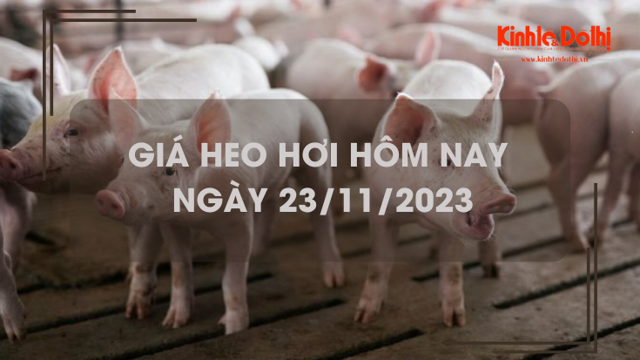 Giá heo hơi hôm nay 23/11/2023: Tăng giảm trái chiều