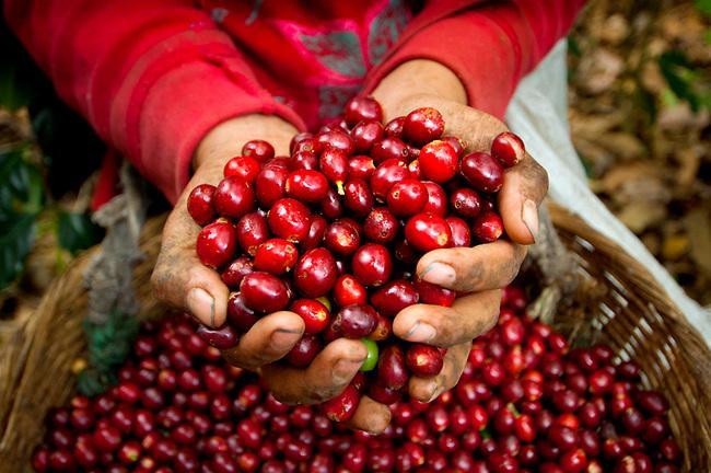 Giá cà phê hôm nay 1/11: Tăng nhẹ 600 đồng/kg Giá cà phê hôm nay 1/11: Tăng nhẹ 600 đồng/kg