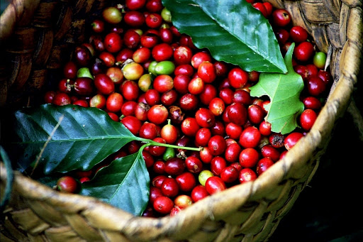 Giá cà phê hôm nay 8/11: Giảm thêm 1.000 đồng/kg
