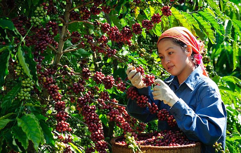 Giá cà phê hôm nay 9/11: Tăng mạnh