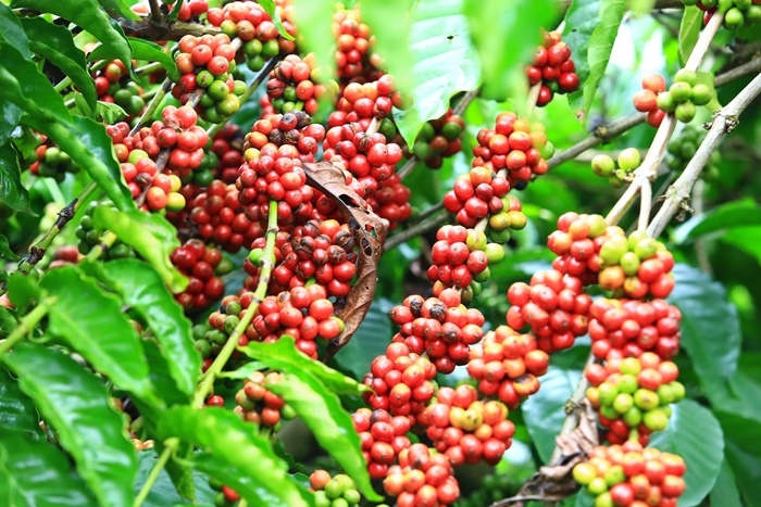 Giá cà phê hôm nay 11/11: Nằm trong khoảng 106.500-107.200 đồng/kg