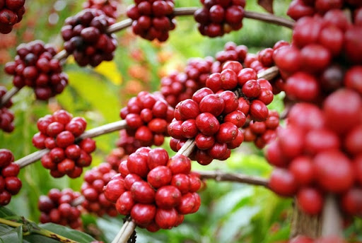 Giá cà phê hôm nay 11/12: Giá cà phê trong nước giảm khoảng 200 đồng/kg