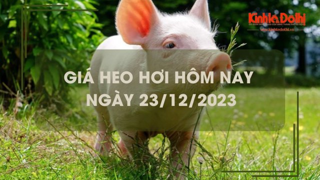 Giá heo hơi hôm nay 23/12/2023: Tăng nhẹ 1.000 đồng/kg Giá heo hơi hôm nay 23/12/2023: Tăng nhẹ 1.000 đồng/kg