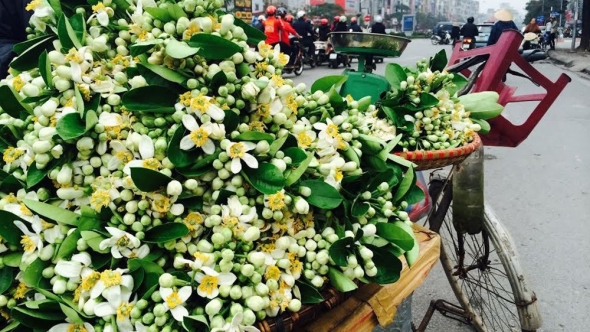 Dân Hà Nội mê thứ hương nồng nàn, hoa bưởi thành hàng đắt đỏ