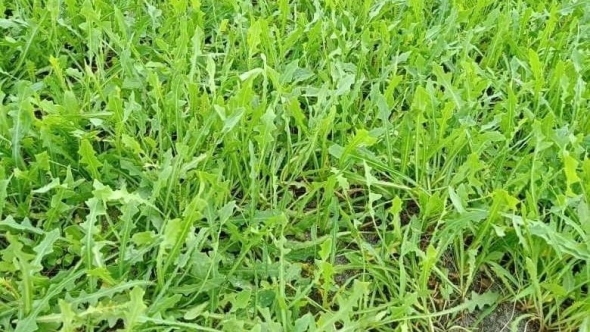 Bảo tồn cây dược liệu quý sa sâm trên vùng đất cát Quảng Bình