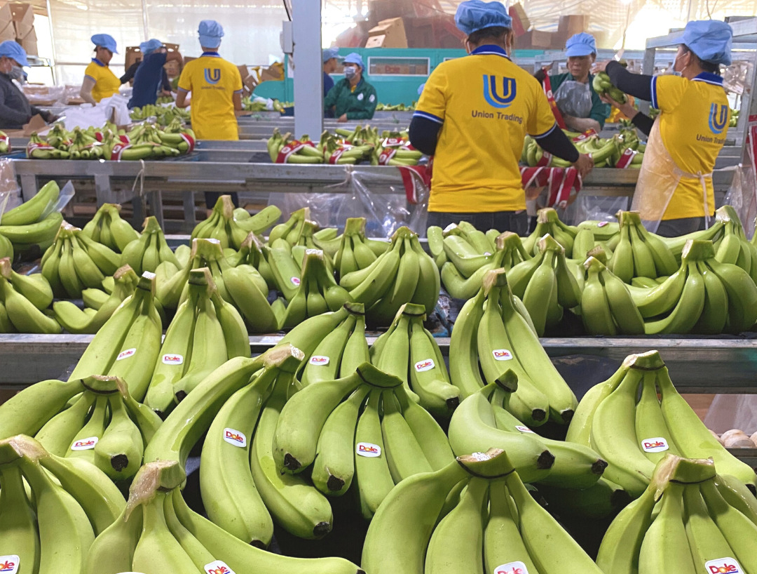 Doanh nghiệp Việt cần lưu ý những điều gì khi xuất khẩu chuối sang thị trường Nhật Bản? Doanh nghiệp Việt cần lưu ý những điều gì khi xuất khẩu chuối sang thị trường Nhật Bản?