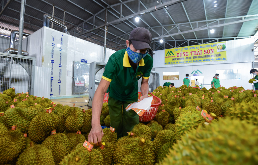 Thanh long, sầu riêng đối mặt cạnh tranh ở Trung Quốc Thanh long, sầu riêng đối mặt cạnh tranh ở Trung Quốc