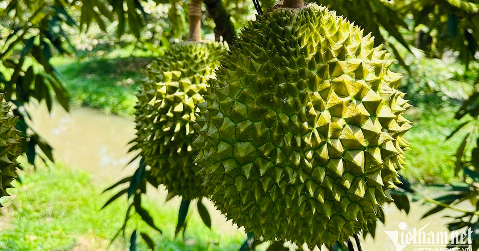 Muốn vượt Thái Lan, sầu riêng Việt Nam phải có thương hiệu mạnh