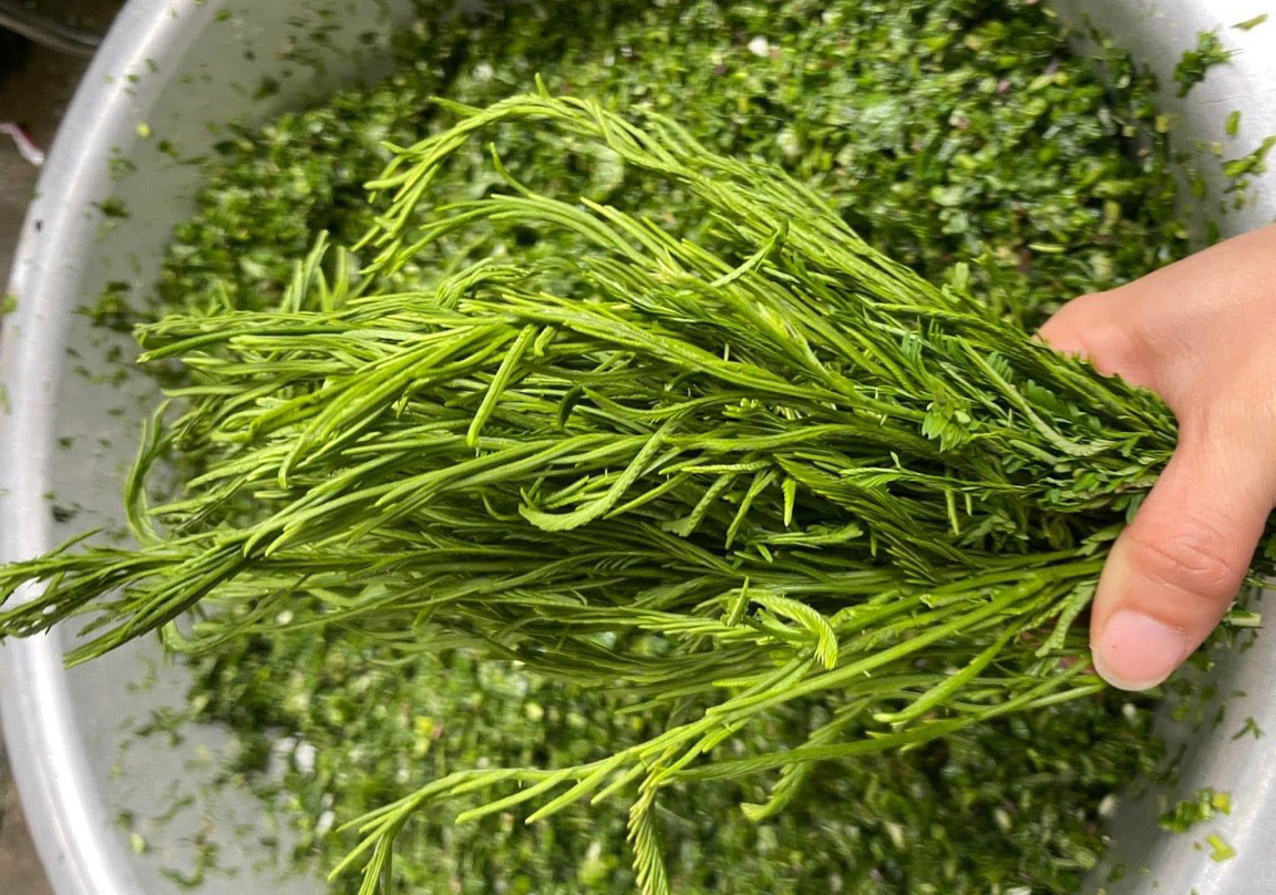 Rau rừng rủ nhau xuống chợ Thủ đô, có loại 180 nghìn/kg vẫn không đủ bán Rau rừng rủ nhau xuống chợ Thủ đô, có loại 180 nghìn/kg vẫn không đủ bán