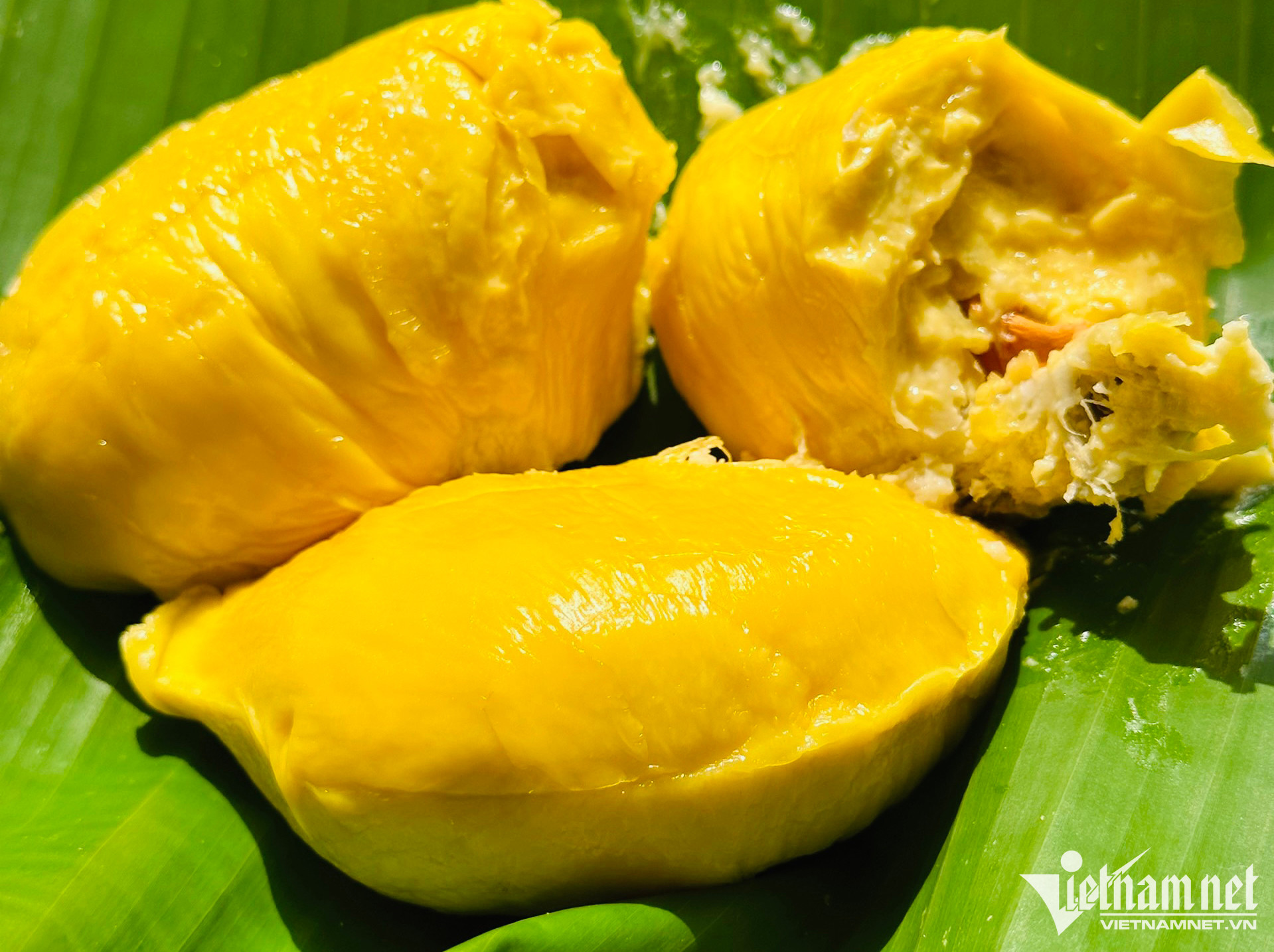 Sầu riêng ngon nhất thế giới trồng tại Việt Nam: 900 nghìn/kg, chờ nửa tháng mới có hàng