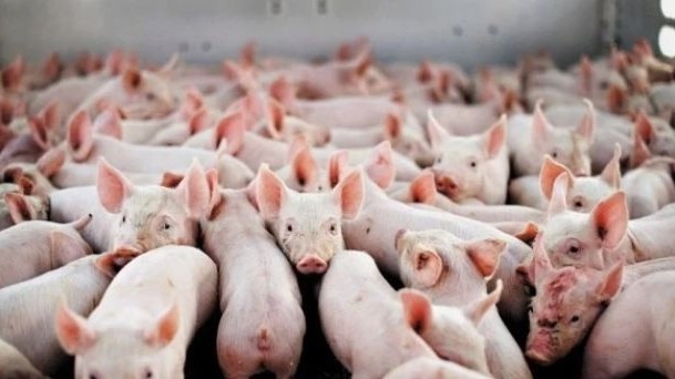 Đại gia thịt mát báo lỗ, Bầu Đức muốn bán chuỗi heo ăn chuối